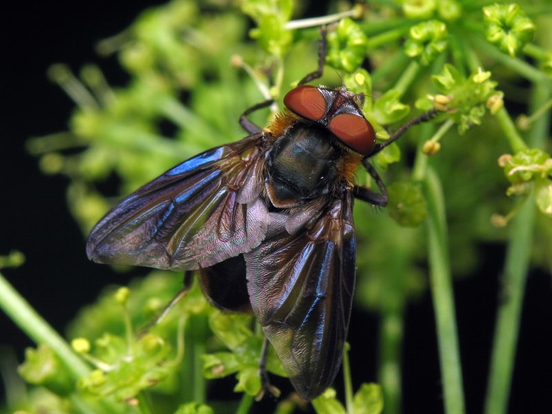 Phasia hemiptera
